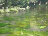 池の主