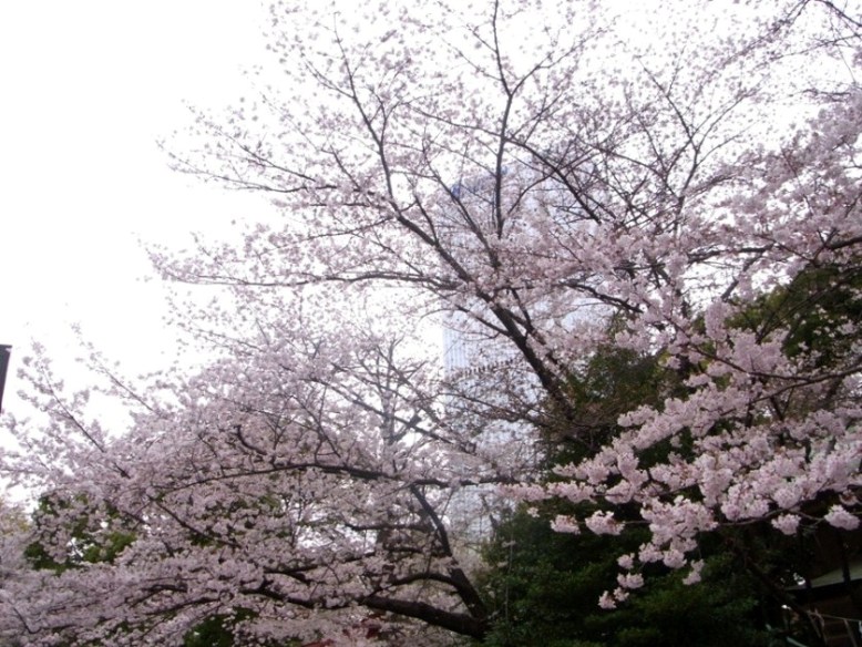 　　桜満開